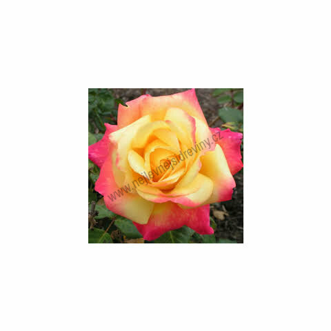 Růže velkokvětá Peace, v květináči Rose Peace